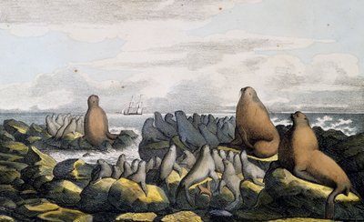 Zeeberen van Sint Paul-eiland, Alaska, uit Voyage pittoresque autour du monde door Langlume Langlume