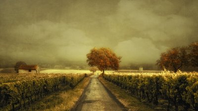 Autumn Vineyard Road door Lars van de Goor †