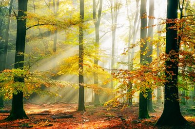  door Lars van de Goor †