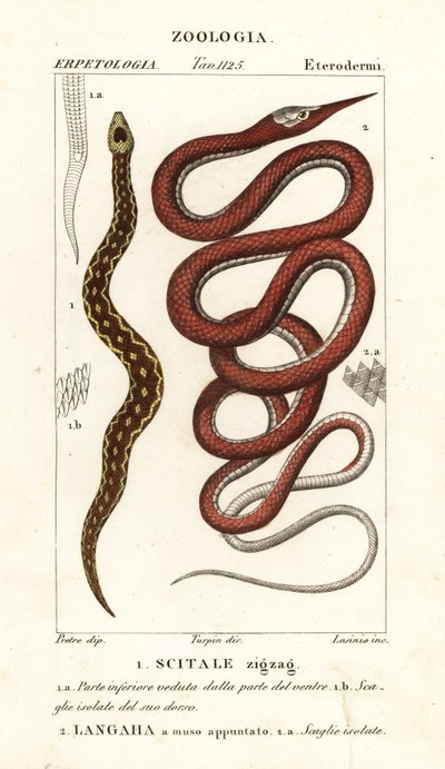 Zaagschubadder, Echis carinatus 1, en Madagaskar bladneusslang, Langaha madagascariensis 2 door Lasinio Lasinio