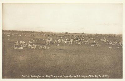 Het lammeren kamp, 1894 door Laton Alton Huffman