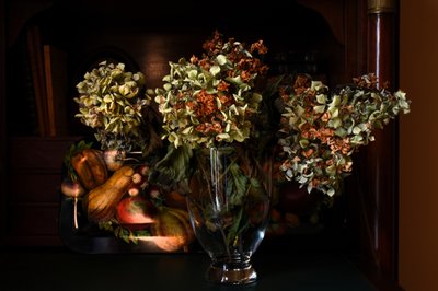 Gedroogde herfsthortensia’s door Laura Malaterra