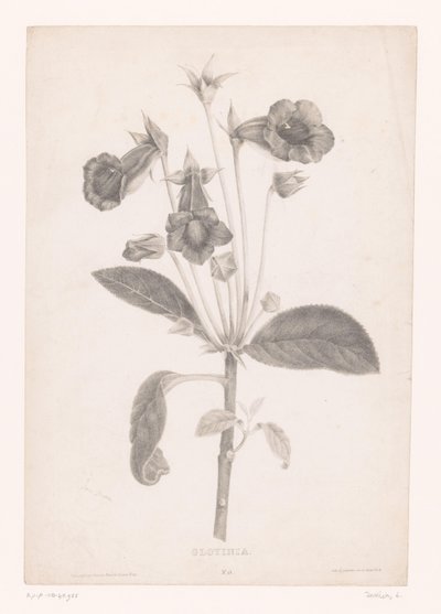 Gloxinia door Laure Devéria