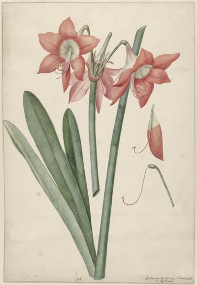 Amaryllis Haworthia Margaritiferas door Laurens Jacobsz. van der Vinne