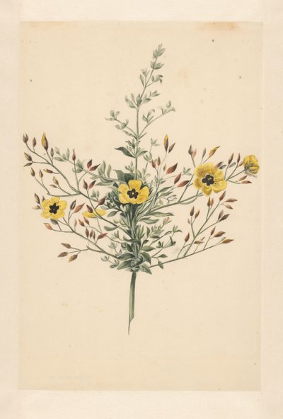 Hemelroosje door Laurens Vincentsz. van der Vinne
