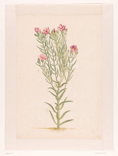 Plant met roze bloemen door Laurens Vincentsz. van der Vinne