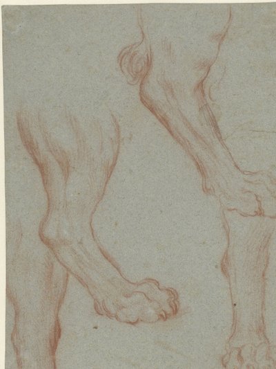 Studieblad met twee leeuwenpoten door Leandro Bassano