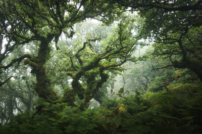 Nocturne Grove, 2020 (foto) door Lee Cooper