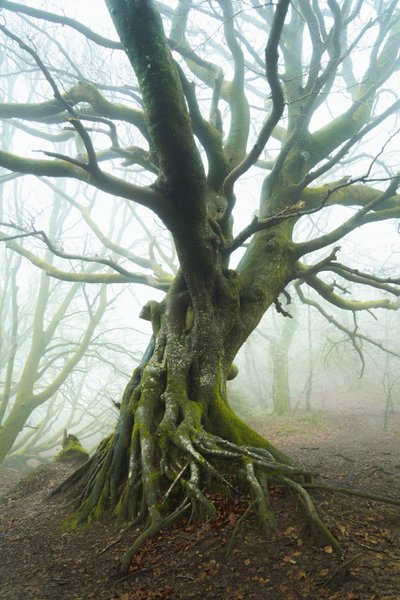 De lente ontvouwt zich, 2024 (foto) door Lee Cooper