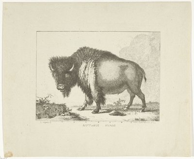 Bizon door Leendert Brasser