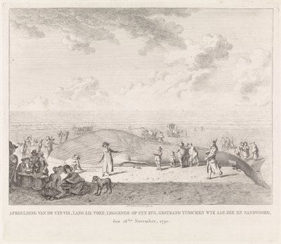 Vinvis aangespoeld op het strand bij Zandvoort door Leendert Overbeek