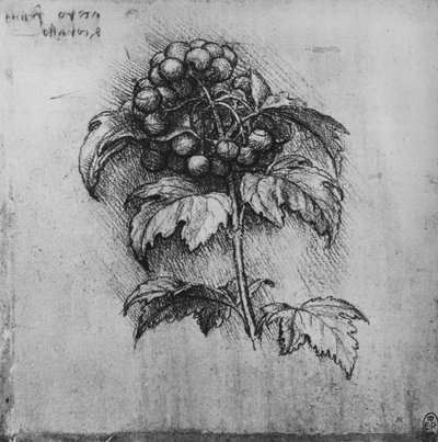 Een Tak van een Plant, ca. 1480 1945 door Leonardo da Vinci