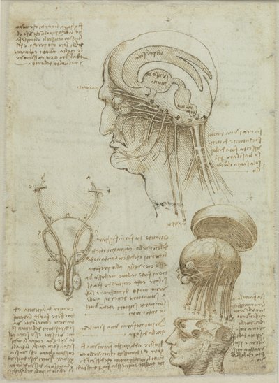 Een manuscriptblad met anatomische tekeningen en aantekeningen door Leonardo da Vinci