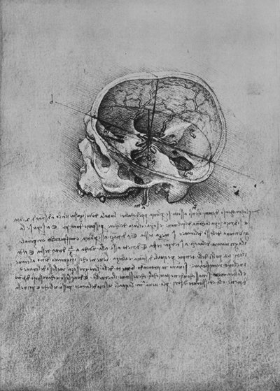 Anatomische tekening van een schedel naar links, ca. 1480, 1945 door Leonardo da Vinci
