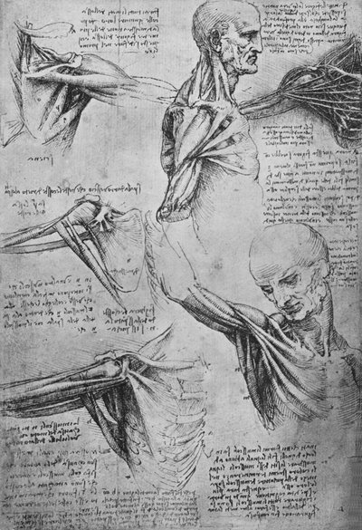 Anatomische studies van een mans nek en schouders, ca. 1480 1945 door Leonardo da Vinci