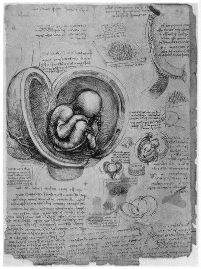 Anatomische schets van een menselijke foetus in de baarmoeder, ca. 1510 door Leonardo da Vinci