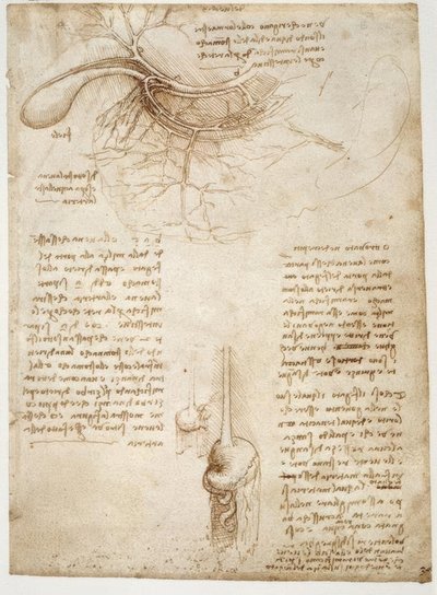 Anatomiestudies door Leonardo da Vinci