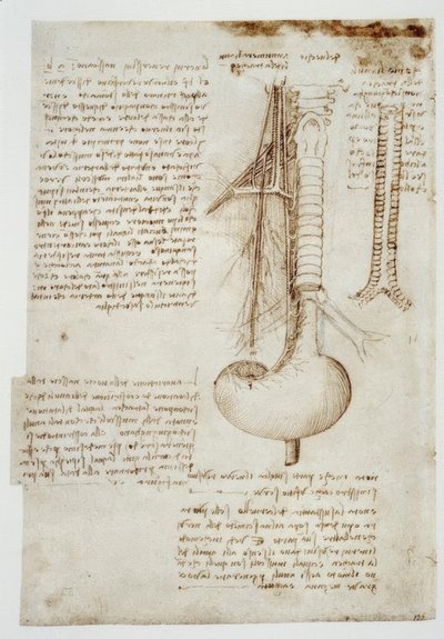 Anatomiestudies door Leonardo da Vinci