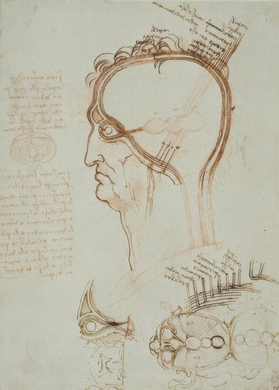Anatomiestudies door Leonardo da Vinci