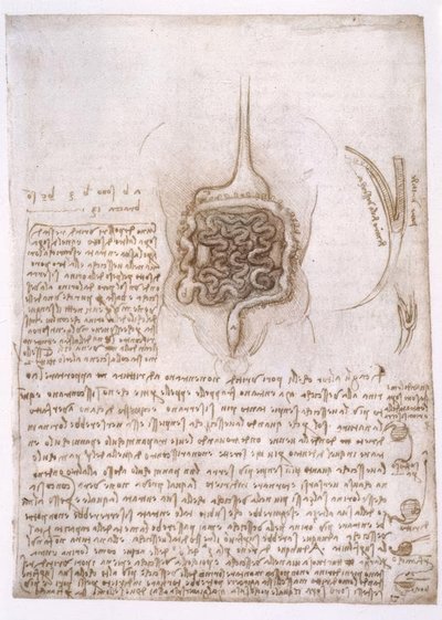Anatomische studies door Leonardo da Vinci