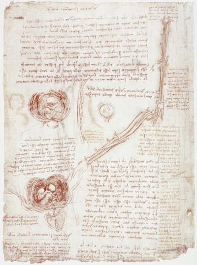 Anatomiestudies: Beweging van het Ellebooggewricht / Foetus in de Baarmoeder door Leonardo da Vinci