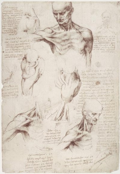 Anatomiestudies: De oppervlakkige spieren van nek en schouder door Leonardo da Vinci