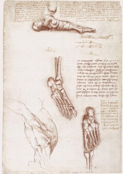 Anatomische studies: Oppervlakte-anatomie van de schouder / Botten van de voet door Leonardo da Vinci