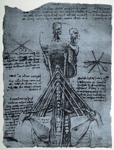 Botstructuur van de menselijke nek en schouder, facsimile kopie door Leonardo da Vinci