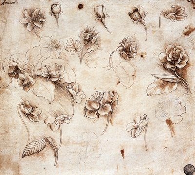 Botanische Tafel, tekening 237 door Leonardo da Vinci