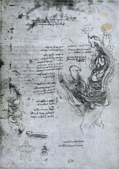 Coïtus van Gehalveerde Man en Vrouw, facsimile kopie door Leonardo da Vinci