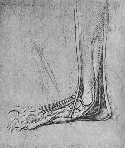 Dissectie van een berenpoot naar links, ca. 1480, 1945 door Leonardo da Vinci