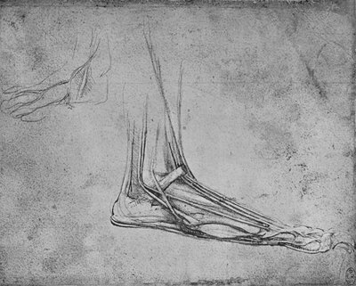 Dissectie van een berenpoot naar rechts, ca. 1480 1945 door Leonardo da Vinci