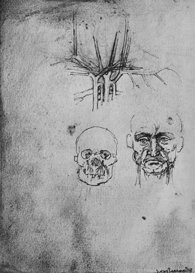 Tekening die de positie van de bloedvaten in de nek en het gezicht toont door Leonardo da Vinci