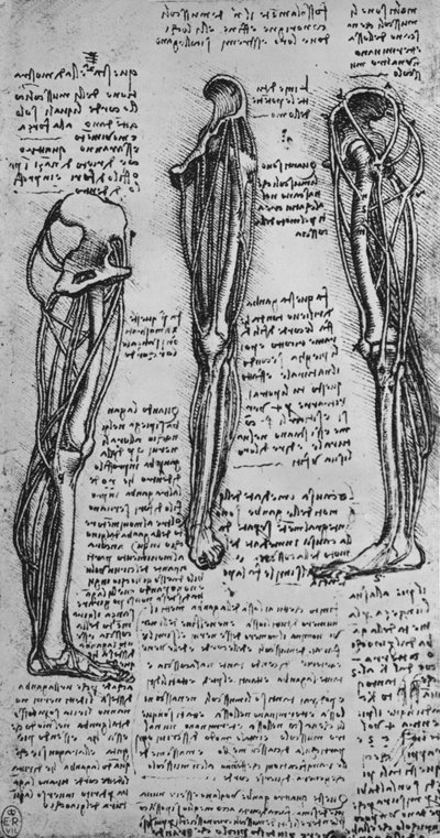 Tekeningen van een linkerbeen met botten en pezen door Leonardo da Vinci