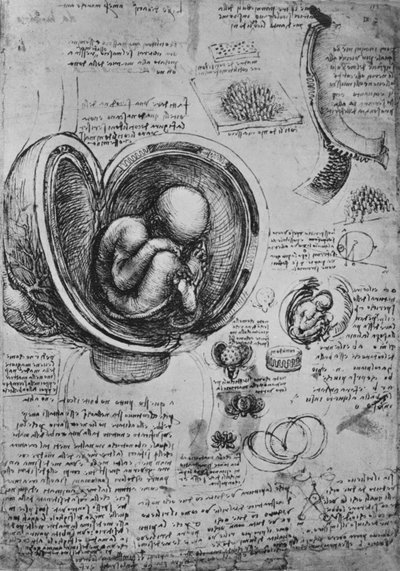 Tekeningen van een embryo in de baarmoeder, ca. 1480 door Leonardo da Vinci