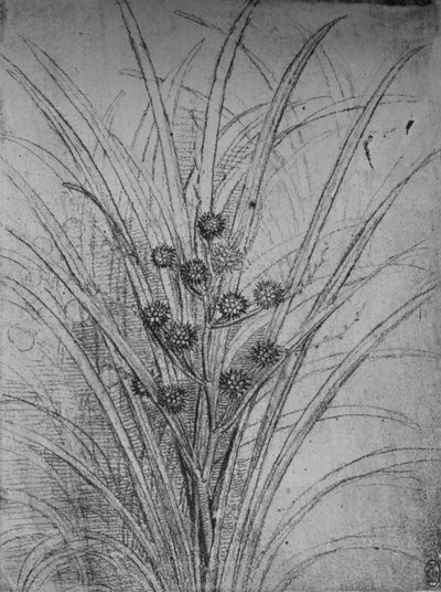 Bloeiende russen, c1480 door Leonardo da Vinci