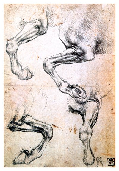Vier studies van paardenbenen, ca. 1500 door Leonardo da Vinci