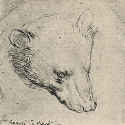 Hoofd van een Beer door Leonardo da Vinci