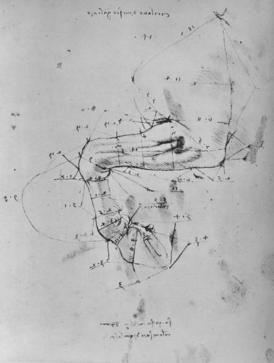 Gemeten tekening van het voorbeen van een paard, ca. 1480 door Leonardo da Vinci