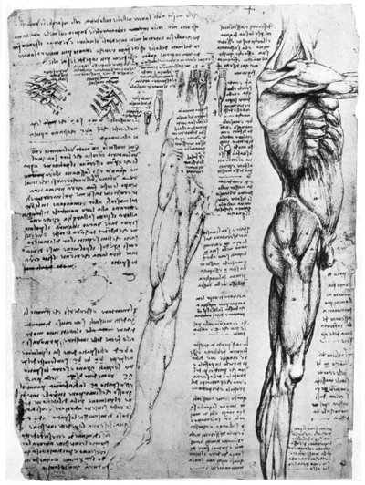 Spierstudies door Leonardo da Vinci