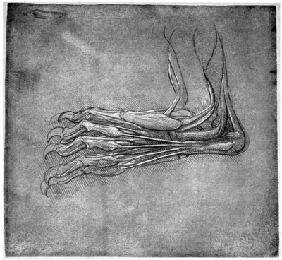 Spieren en pezen in een voet, mogelijk van een haas, laat 15e of vroeg 16e eeuw, 1954 door Leonardo da Vinci