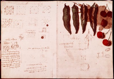 Aantekeningen en schetsen van botanie en geometrie door Leonardo da Vinci