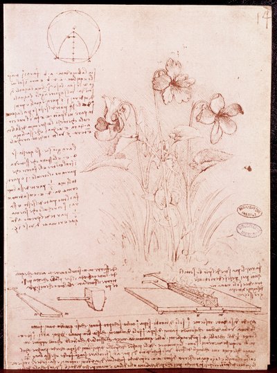 Aantekeningen en schetsen van botanie en geometrie: narcis door Leonardo da Vinci