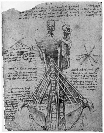Achteraanzicht van een skelet met de pezen van de nek, laat 15e of begin 16e eeuw, 1954 door Leonardo da Vinci