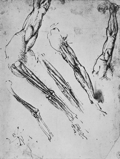 Zes studies van een arm die in drie gevallen de botten toont door Leonardo da Vinci