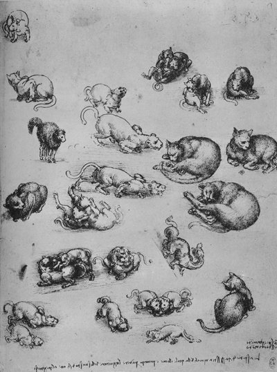 Studies van Katten en van een Draak, ca. 1480 door Leonardo da Vinci
