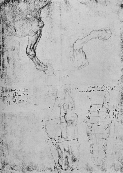 Studies van paardenvoorbenen en gemeten tekeningen van paardenhoofden door Leonardo da Vinci