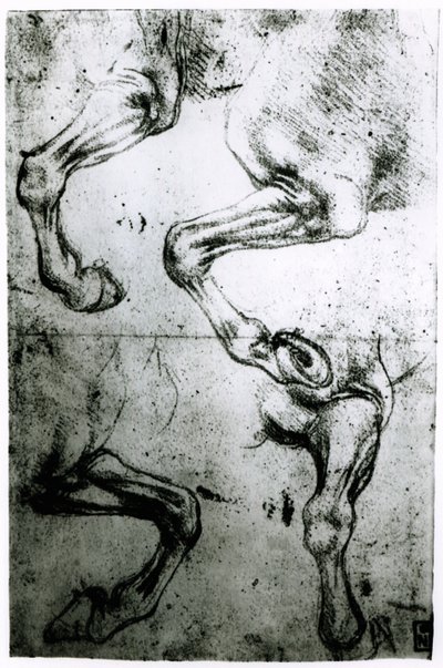 Studies van paardenbenen door Leonardo da Vinci