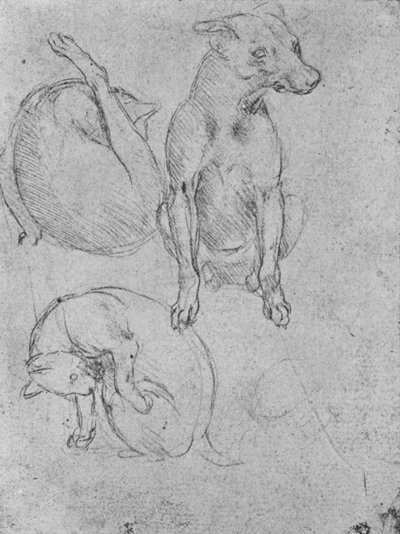 Studies van een Hond en een Kat, ca. 1480 1945 door Leonardo da Vinci