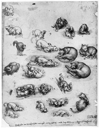 Studies van katten, 1513-1515 door Leonardo da Vinci